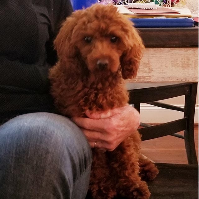 Frankie