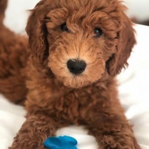 Goldendoodle-Play-300x300