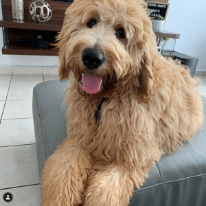 Goldendoodle Puppies For Sale