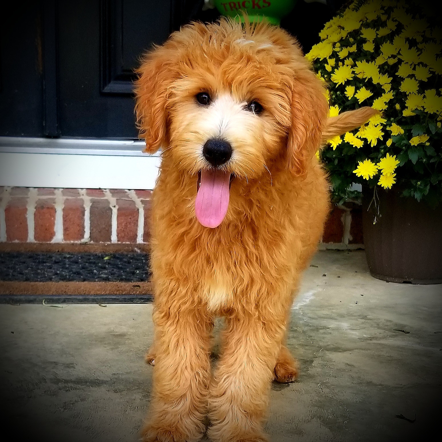 f1b teddy bear female goldendoodles