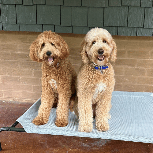 Doodle Dog Medium Goldendoodle For Sale Near Me Golden Doodle