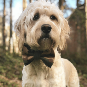 Goldendoodle Puppies For Sale​ 17