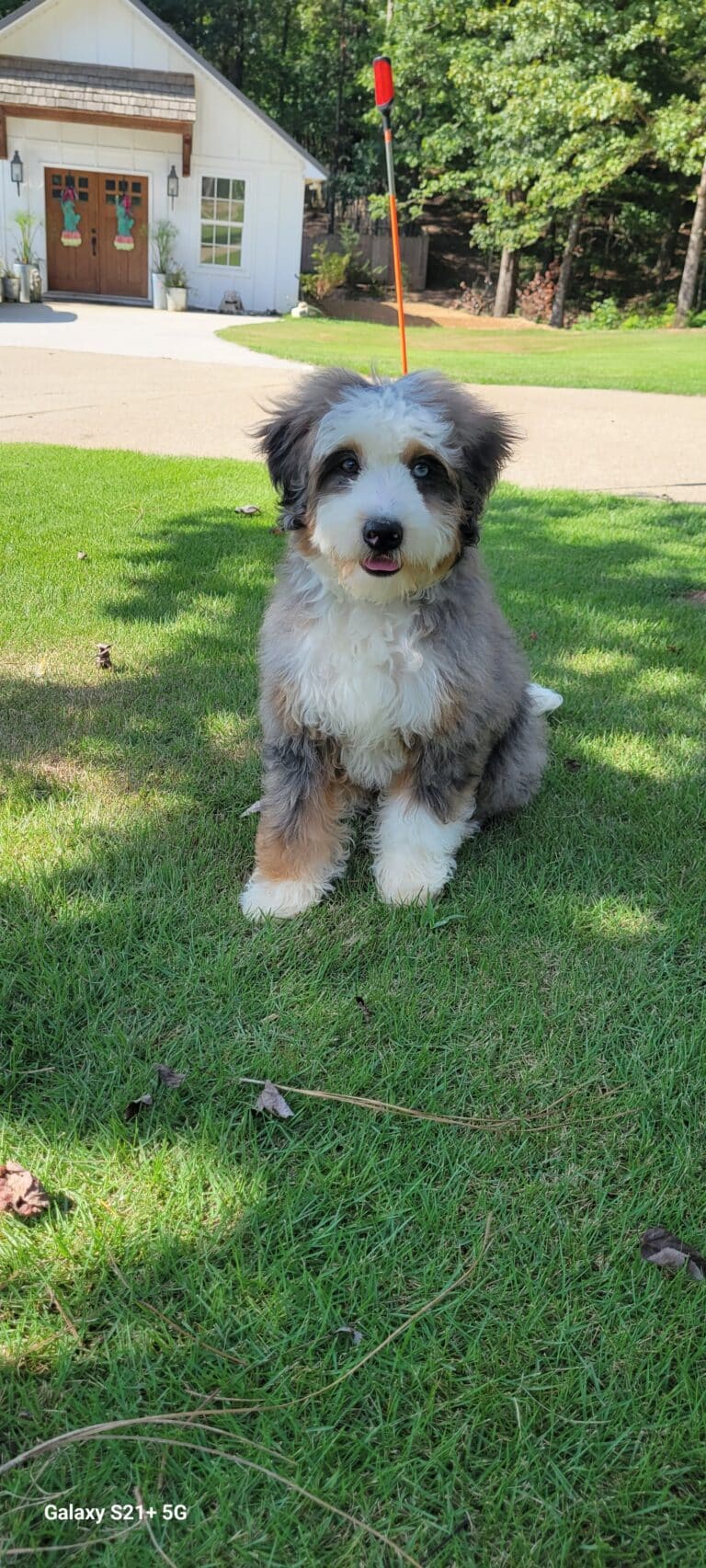 olive
