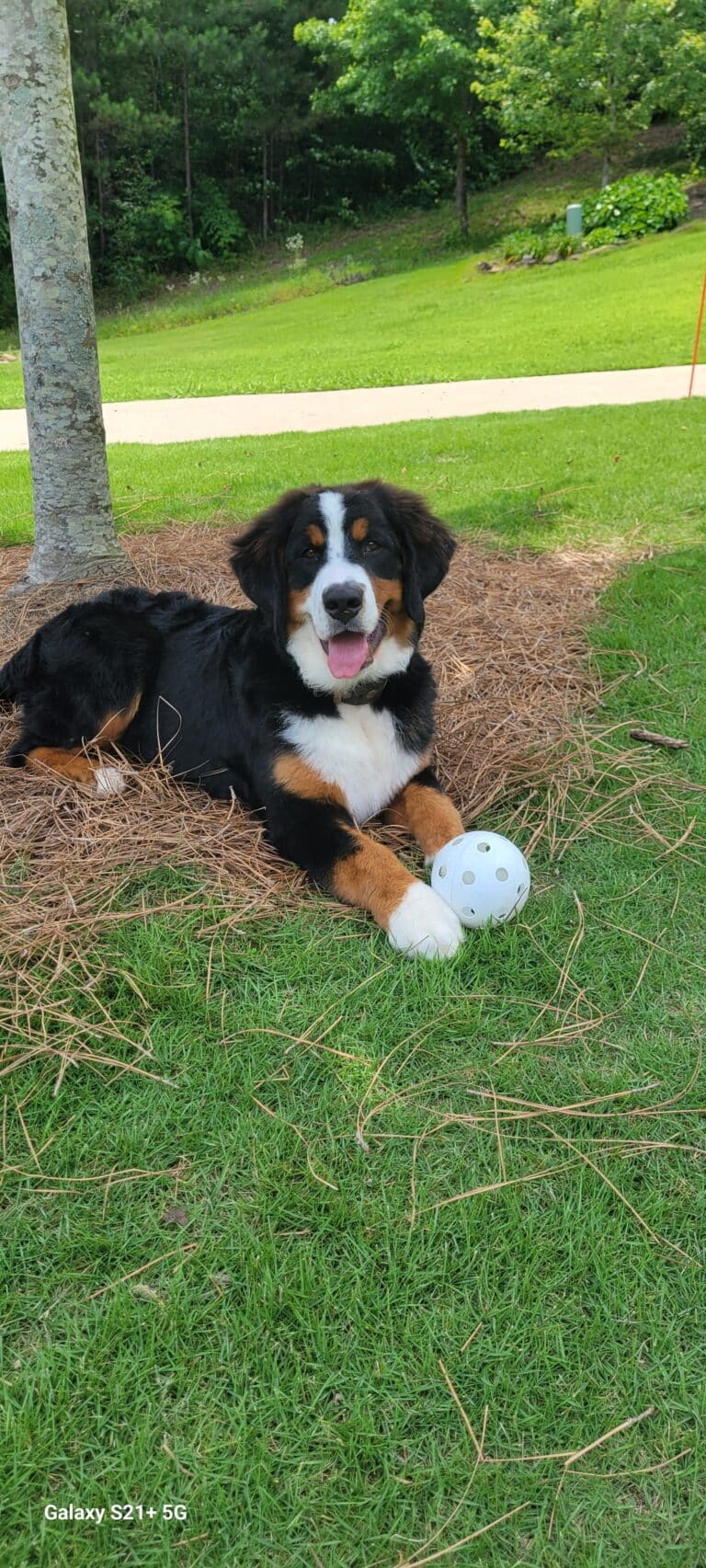 scout