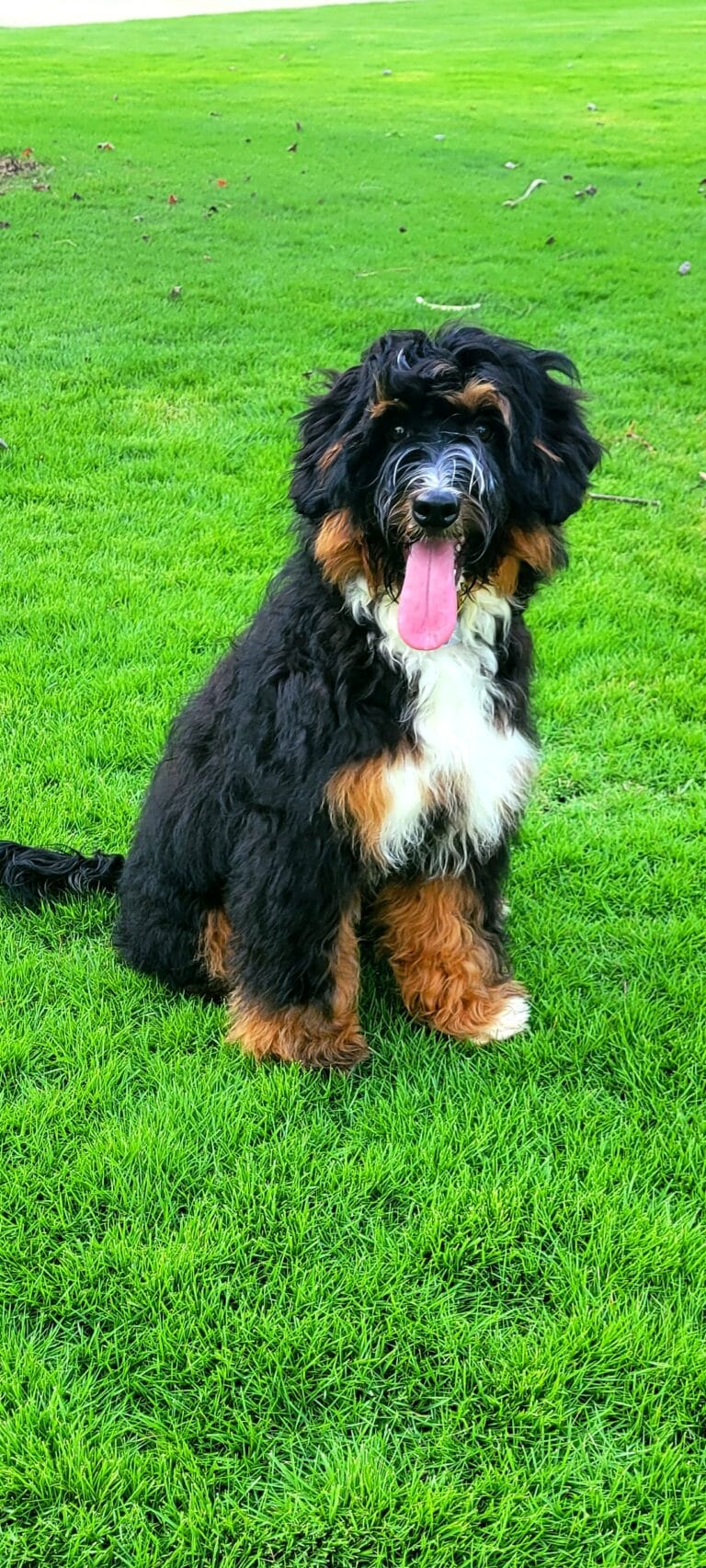 bear