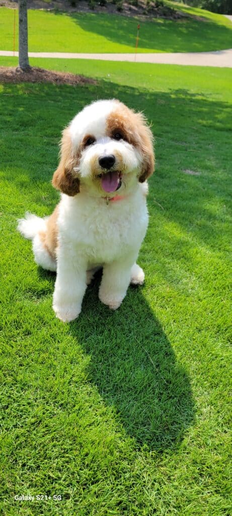 london guardian home dog