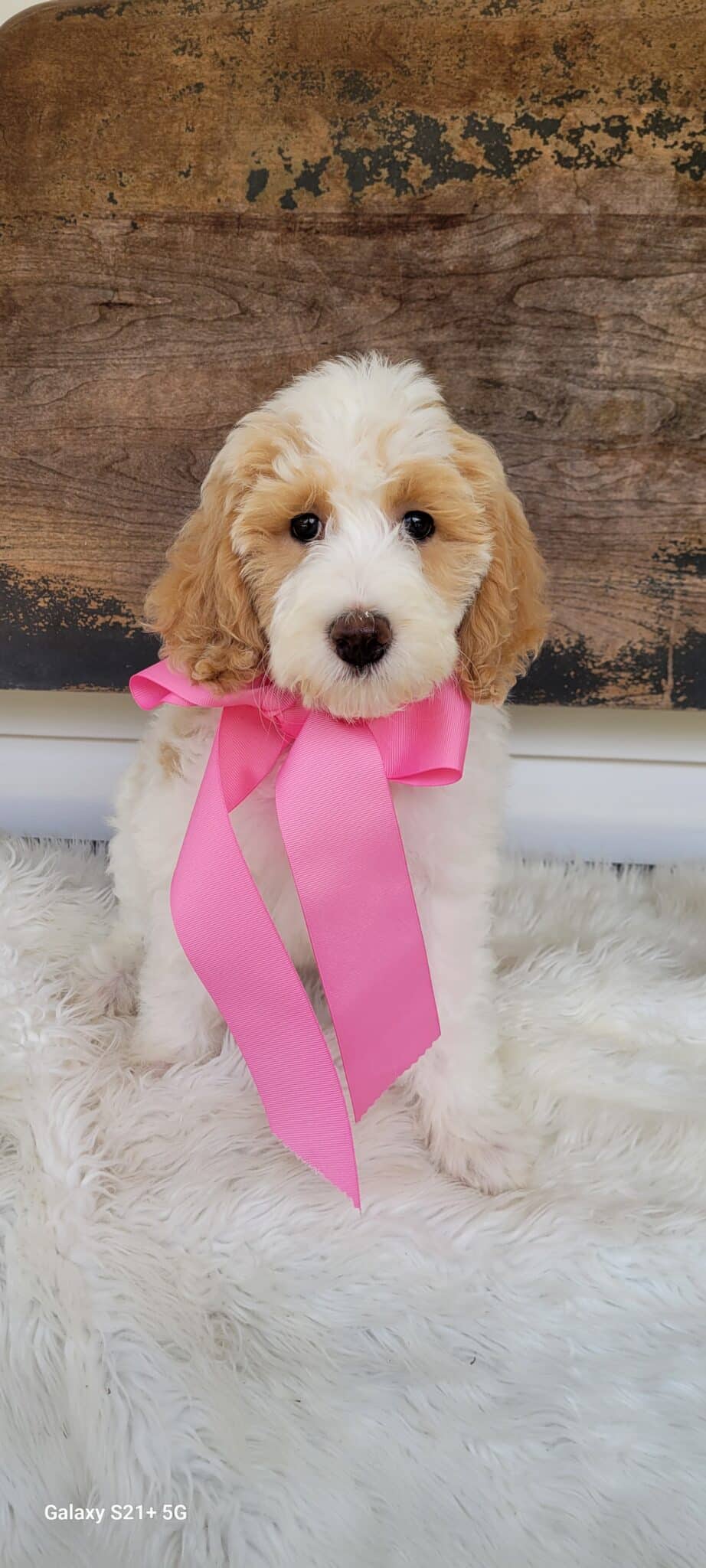 velvet guardian home dog