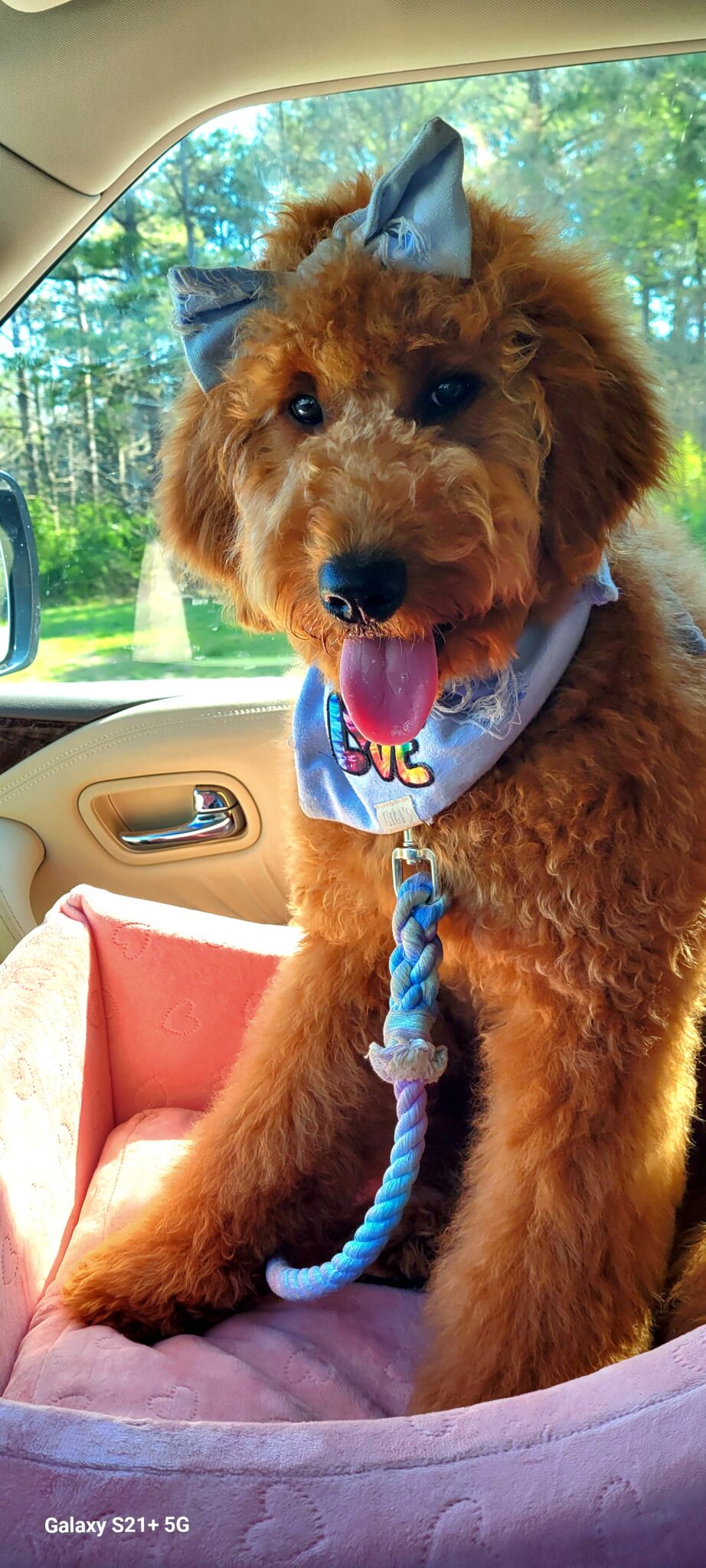 dolly goldendoodle