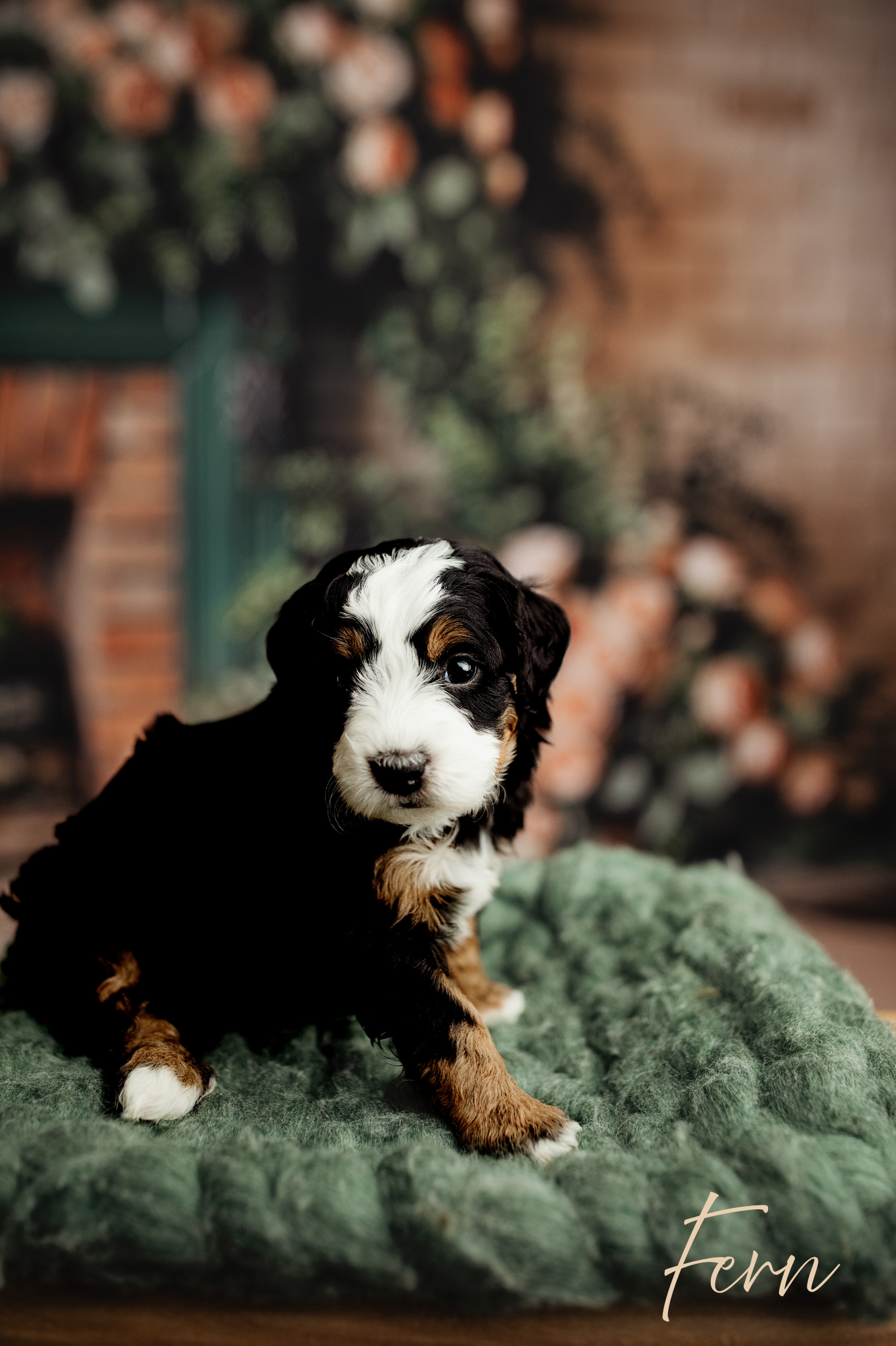 fern bernedoodle