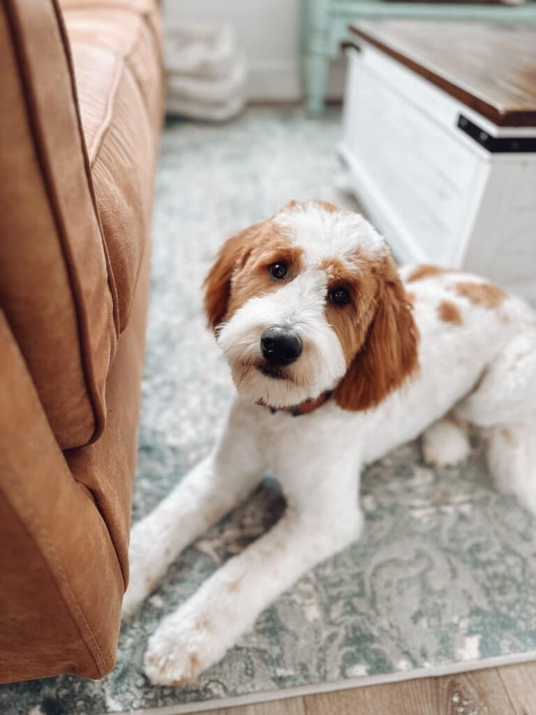 maverick goldendoodle