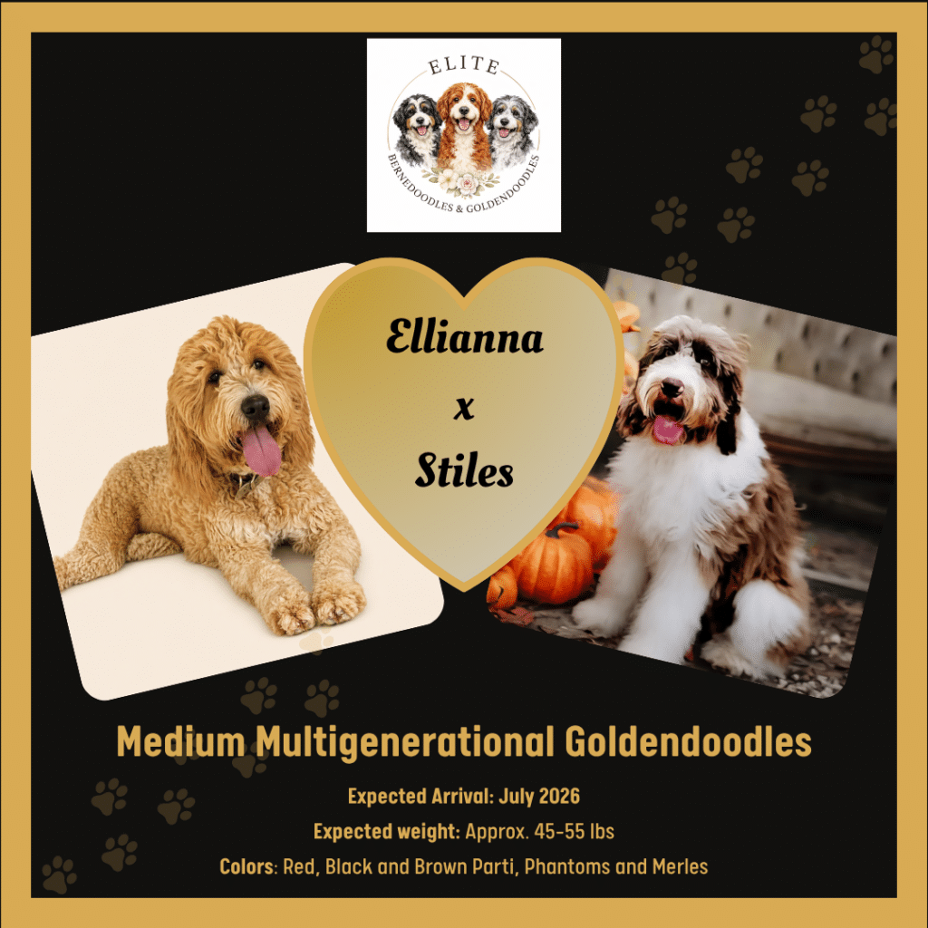 NEW Ellianna x Stiles