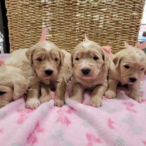1 Medium Teddy Bear Goldendoodle Females. DOB: 12-23-2021 There are currently 3 females available. Puppy selection is January 27 and the puppies can go to their new homes February 10.