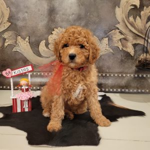 F1B Mini Teddy Bear Goldendoodle Male is available for his new home now. He is expected to be approximately 30lbs. He arrived November 19.  He has been vet checked and is utd on his vaccinations. He is a very playful and would be a great addition to any family.