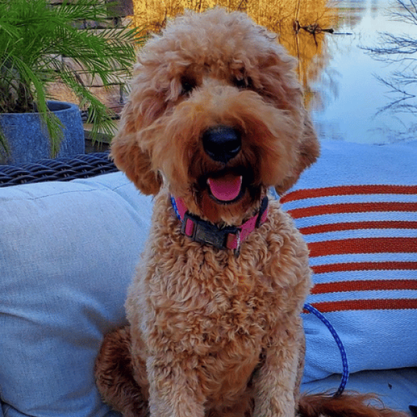 Brooklee is a medium English Goldendoodle