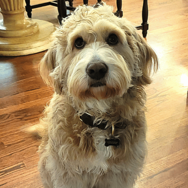 f1b teddy bear female goldendoodles