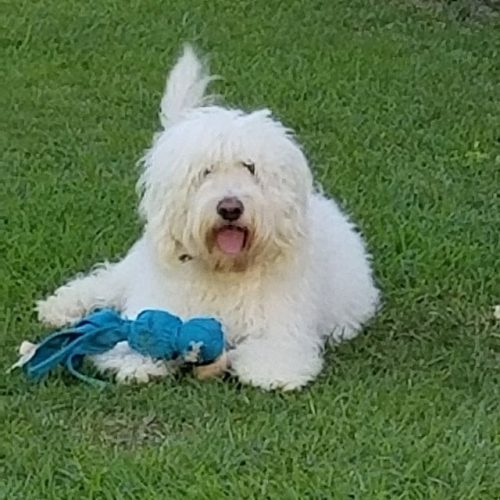 Pippa-Toys