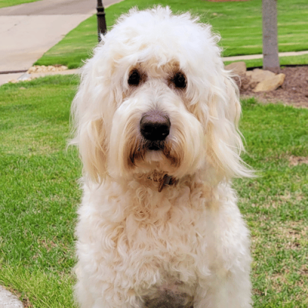 Standard English Female Goldendoodle